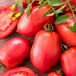 Pomidor gruntowy karłowy Malinowy Bosman - średniowczesny, doskonały na przetwory
