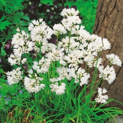 Czosnek neapolitański - Allium neapolitanum - 20 cebulek