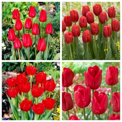 Bloody Mary - zestaw 4 odmian tulipanów czerwonych - 40 szt.