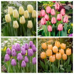De facto - zestaw 4 odmian tulipanów - 40 szt.