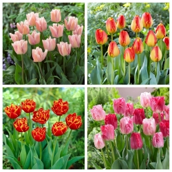 Happy Song - zestaw 4 odmian tulipanów - 40 szt.