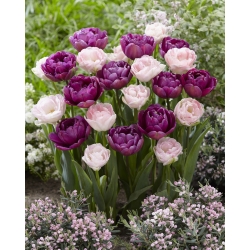 Zestaw tulipanów pełnych w odcieniu jasnoróżowym i fioletowym - 40 szt.