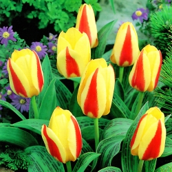 Tulipan Gluck - 5 cebulek
