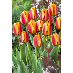 Tulipan Apeldoorn's Elite - 5 cebulek