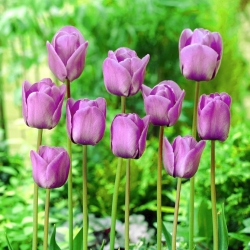 Tulipan Blue Aimable - 5 cebulek