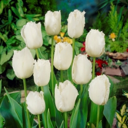 Tulipan Swan Wings - 5 cebulek