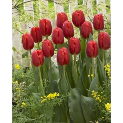 Tulipan czerwony Red - 50 cebulek - paczka XXL!
