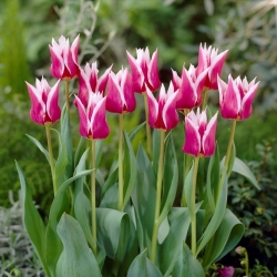 Tulipan liliokształtny Claudia - 5 cebulek