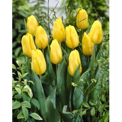 Tulipan żółty - Yellow - paczka XXL - 50 cebulek
