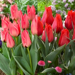 Valentino - zestaw 2 odmian tulipanów - 40 szt.