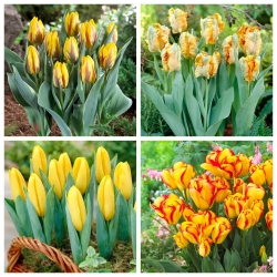 Yellowstone - zestaw 4 odmian tulipanów w żółtym kolorze - 40 szt.