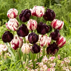 Zestaw 2 odmian tulipanów o unikalnej barwie - 40 szt.