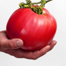 Pomidor Malinowy Olbrzym - 400 nasion