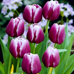 Tulipan Arabian Mystery - 5 cebulek
