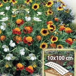 Słoneczna Rabatka - mieszanka kwiatów jednorocznych do skrzynek, na obwódki - Mata 10x100cm