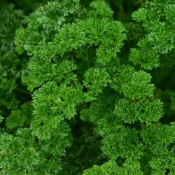 Pietruszka naciowa Rizado Verde Oscuro - kędzierzawa