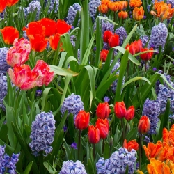 Zestaw niespotykanych tulipanów plus hiacynt niebieski - 29 szt.