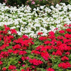 Pelargonia biała i czerwona - zestaw 2 odmian nasion kwiatów