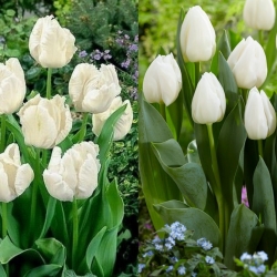 Arctic Fox - zestaw 2 odmian tulipanów w kolorze białym - 40 szt.