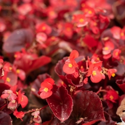 Begonia stale kwitnąca czerwona, czerwonolistna