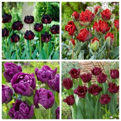 Black magic - zestaw 4 odmian tulipanów - 40 szt.