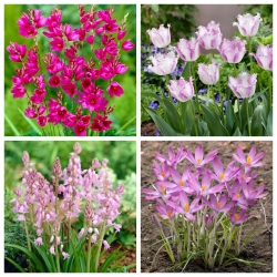 Magic pink - zestaw 4 gatunków roślin - 110 szt.
