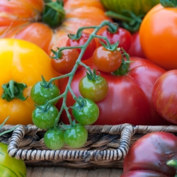 Pomidorowa fantazja - Zestaw 1 - 8 odmian nasion