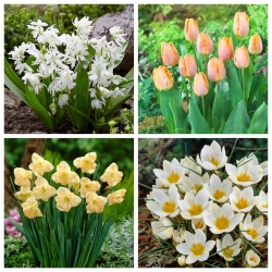 Powiew wiosny - zestaw 4 gatunków roślin - 60 szt.
