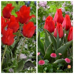 Red Deluxe - zestaw 2 odmian tulipanów - 60 szt.