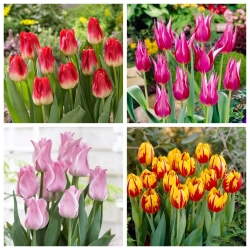 Joker - zestaw 4 odmian tulipanów - 40 szt.