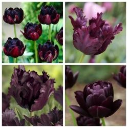 Black Horse - zestaw 2 odmian tulipanów - 40 szt.