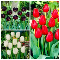 Blackjack - zestaw 3 odmian tulipanów - 30 szt.