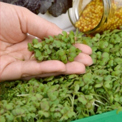 Microgreens - Gorczyca sarepska - młode listki o unikalnym smaku - 1200 nasion