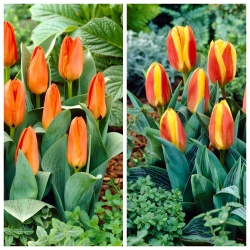 Cammello - zestaw 2 odmian tulipanów - 40 szt.