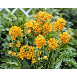 Śniedek wątpliwy - Ornithogalum Dubium - 5 cebulek