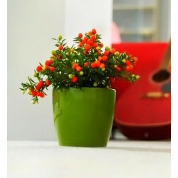 Doniczka okrągła Coubi Duo - 12 cm - Oliwka nowa