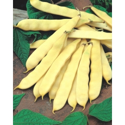 Fasola Tytania - szparagowa, wczesna, żółta - 90 nasion