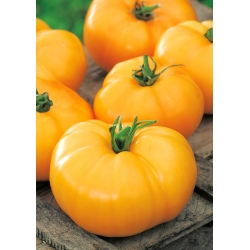 Pomidor gruntowy Jantar - 150 nasion
