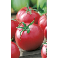 Pomidor Malinowy Kujawski