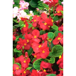 Begonia stale kwitnąca - szkarłatnoczerwona - 20 nasion