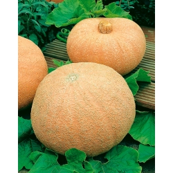 Dynia olbrzymia melonowa żółta - 12 nasiona