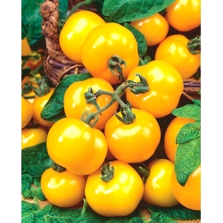 Pomidor Ola Polka - gruntowy - 250 nasion