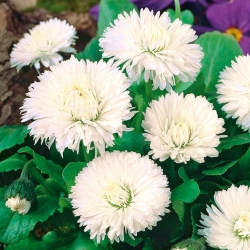 Stokrotka wielkokwiatowa - biała - 600 nasion