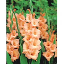Gladiolus - Mieczyk Peter Pears - 5 cebulek