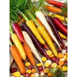 Kolorowa marchew - mieszanka nasion marchwi w różnych kolorach