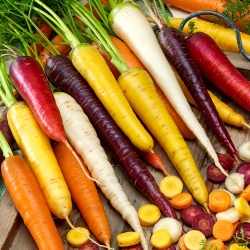 Kolorowa marchew - mieszanka nasion marchwi w różnych kolorach