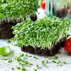 Microgreens - Bazylia właściwa zielona - młode listki o unikalnym smaku - 1950 nasion