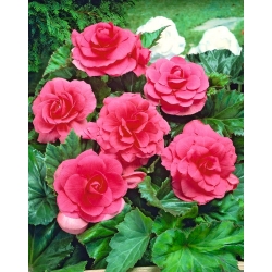 Begonia podwójna (pełna) - różowa - 2 bulwy