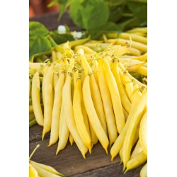 Fasola Korona - szparagowa, karłowa, żółtostrąkowa - 120 nasion