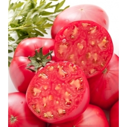 Pomidor gruntowy Malinowy Bawole Serce - 50 nasion